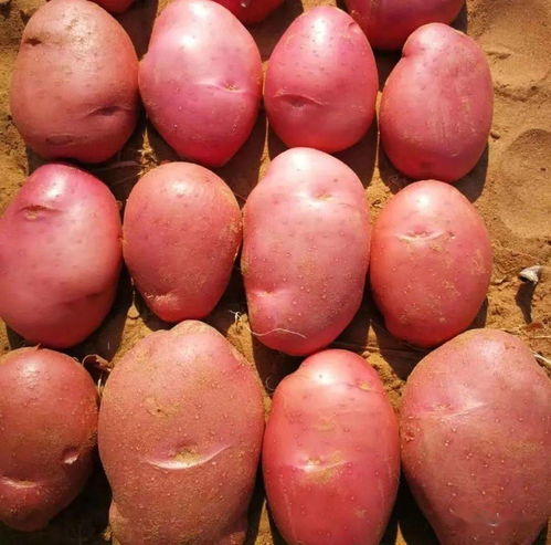 两大产业撑起榆林“国字号”食用农产品初加工高地